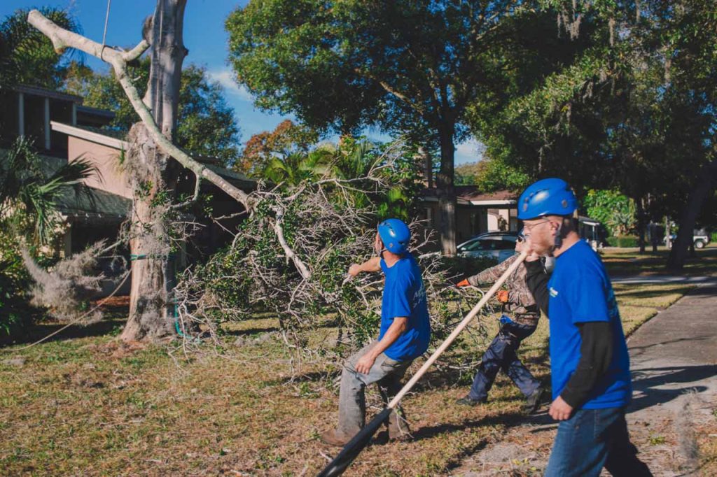 Why You Should Hire an Arborist for Safe and Professional Tree Care