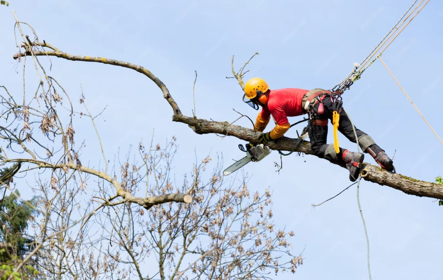 Why You Should Hire an Arborist for Safe and Professional Tree Care