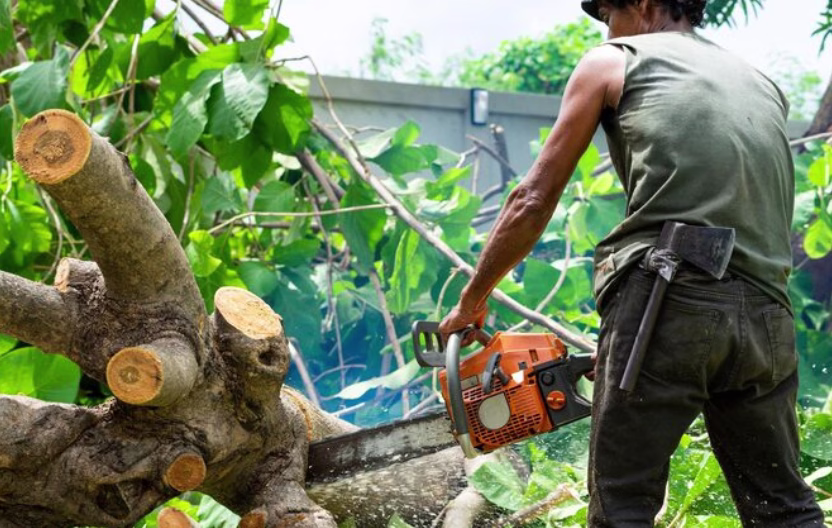 Questions To Ask Tree Removal Service Before You Hire Anyone