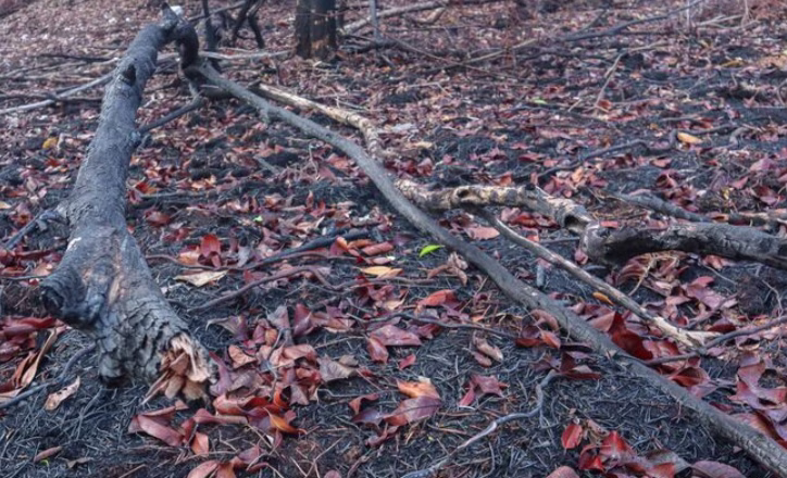 What Are the Signs a Tree Is Dead, Dying, or Dangerous